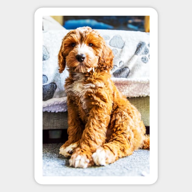 Dexter The Cockapoo Puppy Sticker by tommysphotos